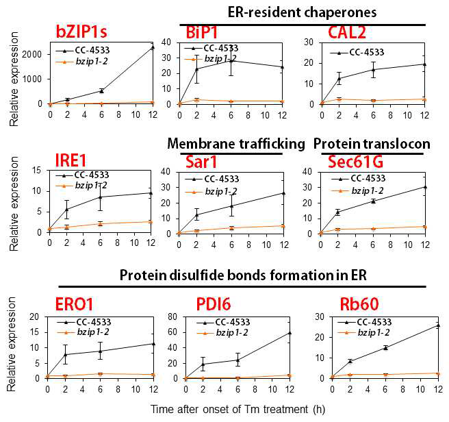 bzip1 돌연변이체의 소포체 스트레스 마커 유전자 분석 결과