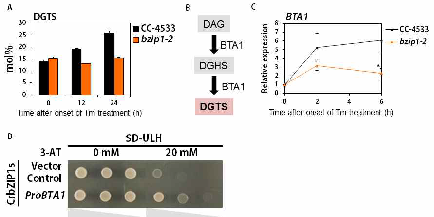Chlamydomonas의 bZIP1 전사인자는 소포체 스트레스 조건에서 DGTS의 합성을 조절한 다. (A) bzip1 돌연변이체는 소포체 스트레스 조건에서 야생종과 달리 DGTS의 합성을 촉진시키지 못 하였다. (B) DGTS합성 모식도 (C) 소포체 스트레스 조건에서 DGTS합성 효소 BTA1의 발현 분석 (D) bZIP 전사인자와 BTA1 promotor의 yeast one hybrid 실험 결과