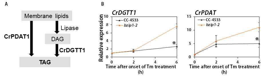 소포체 스트레스 조건에서 bzip1 돌연변이체의 DGTT1과 PDAT1 유전자 발현 분석 결과 (A) PDAT1과 DGTT1에 의해 매개되는 TAG 합성 메커니즘 (B) Tunicamycin 처리 조건에서 DGTT1과 PDAT1의 발현 분석 비교