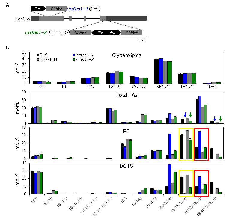 crdes 돌연변이체 분리 및 분석 (A) crdes 돌연변이체의 유전자형 분석, (B) 글리세롤 지질(glycerolipids), 전체 지방산 (Total FAs), PE, DGTS의 총 량. crdes1-1 와 crdes1-2 돌연변이체에서 제거되거나 감소한 pinolenic acid (파란 화살표), coniferonic acid (녹색 화살표)를 표시하였고 증가한 alpha-linolenic acid (빨간 네모 상자)를 나타냄