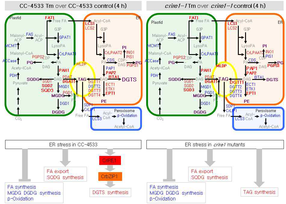 RNA sequencing을 통한 소포체 스트레스 조건에서의 막 지질 생합성 경로 규명