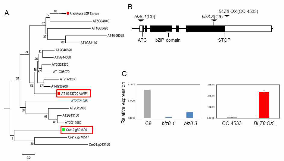 BLZ8 돌연변이체의 마커 유전자 삽입 위치 및 발현양 분석 (A) Chlamydomonas와 애기장대의 bZIP 전사인자를 이용한 phylogenetic 분석 (B) BLZ8 전사인자의 모식도 및 blz8 돌연변이체의 마커 유전자 삽입 위치 (C) blz8 돌연변이체의 BLZ8 발현 분석 결과