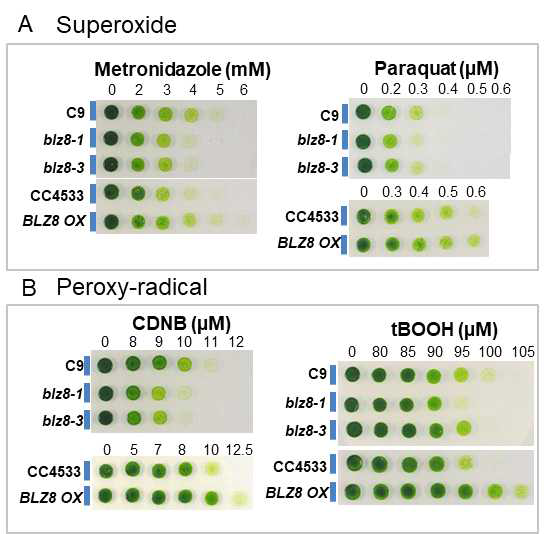 blz8 돌연변이체의 산화적 스트레스 표현형 분석 결과 (A) blz8 돌연변이체의 superoxide를 일으키는 화합물에 대한 내성 분석 (B) blz8 돌연변이체의 peroxy-radical을 일으키는 화합물에 대한 내성 분석