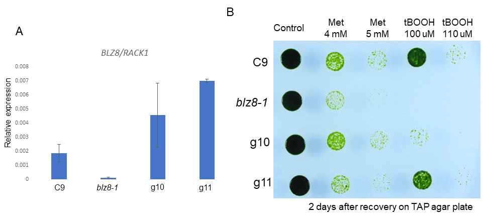 blz8-1 돌연변이체에 BLZ8 gDNA fragment를 이용한 complementation test. (A) 야생종 균주, blz8 결손 균주, 그리고 두 개의 complementation 균주의 BLZ8 발현량 (B) 두 개의 complemenation 균주의 산화적 스트레스 저항성 테스트