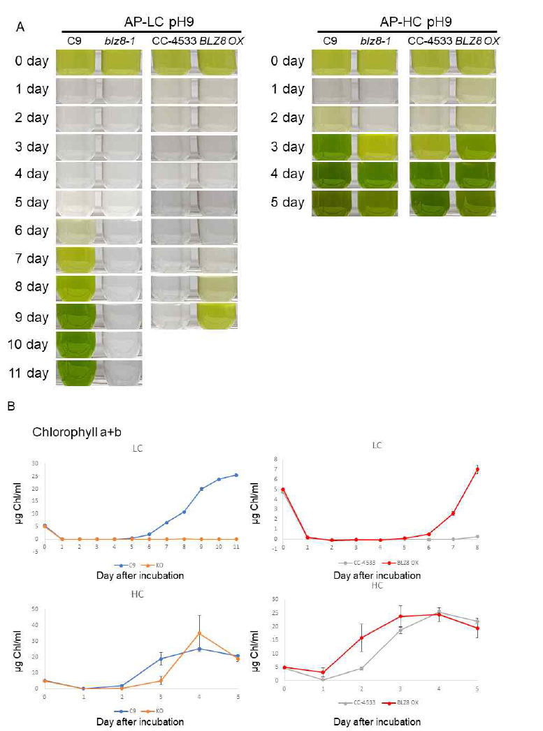 blz8 돌연변이체의 낮은 CO2 높은 pH 스트레스 조건에서 표현형 분석 결과 (A) 낮은 CO2 높은 pH 조건에서 blz8 돌연변이체의 성장 표현형 분석 (B) 낮은 CO2 높은 pH 조건에서 blz8 돌연변이체의 chlorophyll a+b 정량