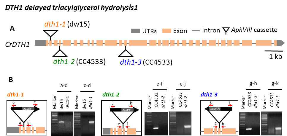 Chlamydomonas DTH1 단백질의 돌연변이체 선별 (A) Chlamydomonas의 DTH1 유전 정보와 각각의 돌연변이체의 마커 유전자 삽입 위치 (B) 3개의 crdth1 돌연변이체의 genotyping 결과