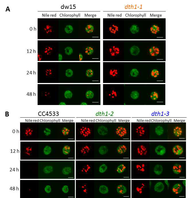돌연변이체 crdth1의 lipid droplet 형광 관찰 (A) Regrowth 조건에서 야생종 (dw15)과 dth1-1 돌연변이체의 nile red로 염색한 형광 현미경 사진 (B) Regrowth 조건에서 야생종 (CC4533)과 dth1-2, 1-3 돌연변이체의 nile red로 염색한 형광 현미경 사진