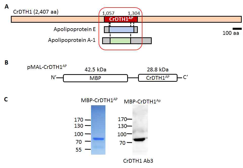 Apolipoprotein-like protein과 구조적 유사성을 보이는 CrDTH1AP 펩타이드를 순수 분리함 (A) CrDTH1의 중간 지점에 Apolipoprotein-like protein domain과 구조적 유사성을 보이는 부분 표시 (B) MBP가 결합된 CrDTH1AP 펩타이드 제작 (C) Amylose resin을 이용한 CrDTH1AP 펩타이드를 순수분리하여 coomassie blue staining(좌) 과 western blotting(우) 수행한 결과