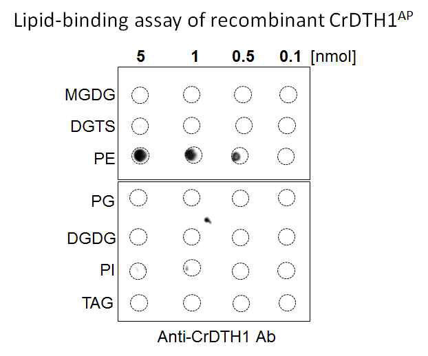 Lipid binding assay를 통해 recombinant CrDTH1AP이 Phosphatidylethanolamine(PE)과 특이 적으로 결합하는 활성 관찰함