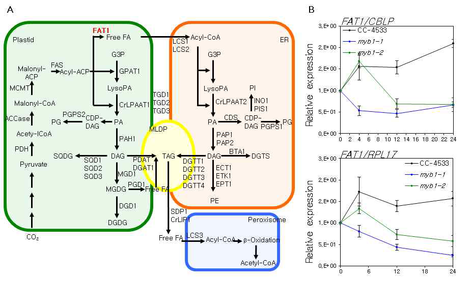 야생종(CC-4533) 과 myb1 돌연변이체에서 엽록체 유래 지방산을 수송하는 FAT1 유전자의 발현 비교 (A) Chlamydomonas의 TAG 대사경로와 엽록체에서 합성된 지방산을 소포체로 수송하는데 FAT1 단백질의 대사경로 상의 위치 (B) 질소결핍조건에서 FAT1 유전자의 발현량 변화
