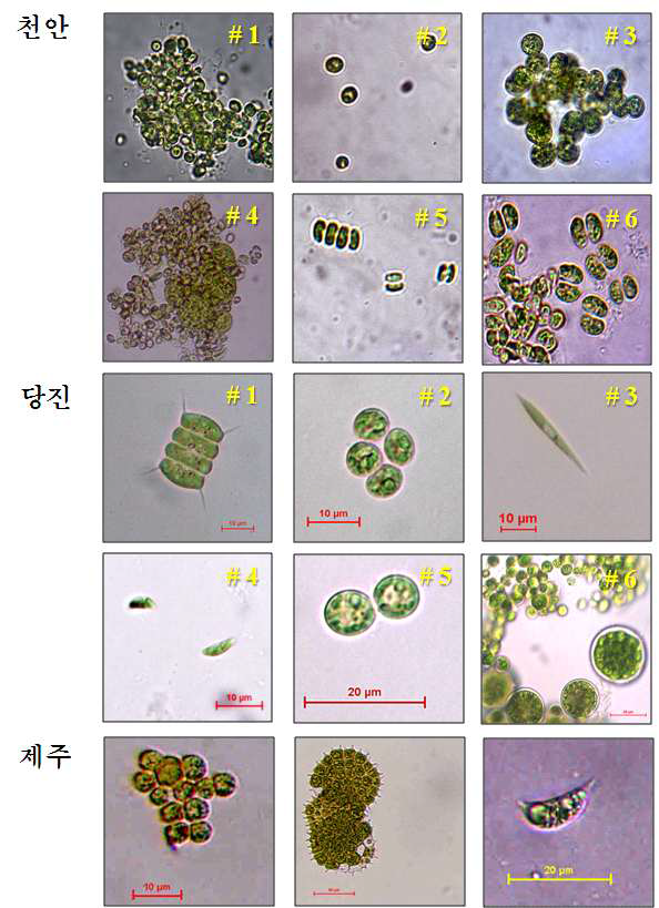 1차년도 선별된 미세조류의 광학현미경 사진(x200, x400)