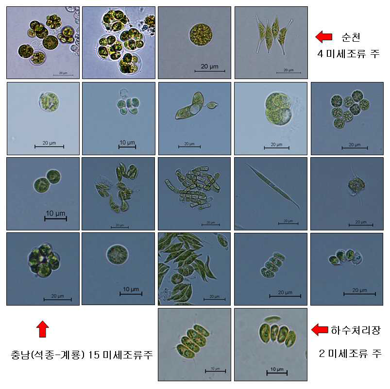 2차년도 선별된 미세조류의 광학현미경 사진(x200, x400)