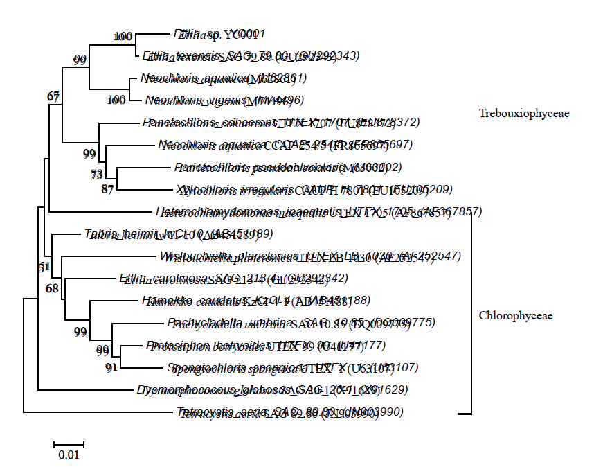 분리 한 YC001과 NCBI database의 18S rDNA 염기서열을 바탕으로 분석된 phylogenetic tree