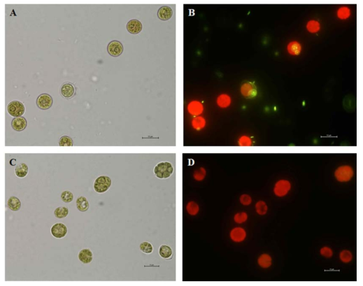 Xenic(a, b) 와 Axenic (c, d)의 SYBR green 염색 관찰