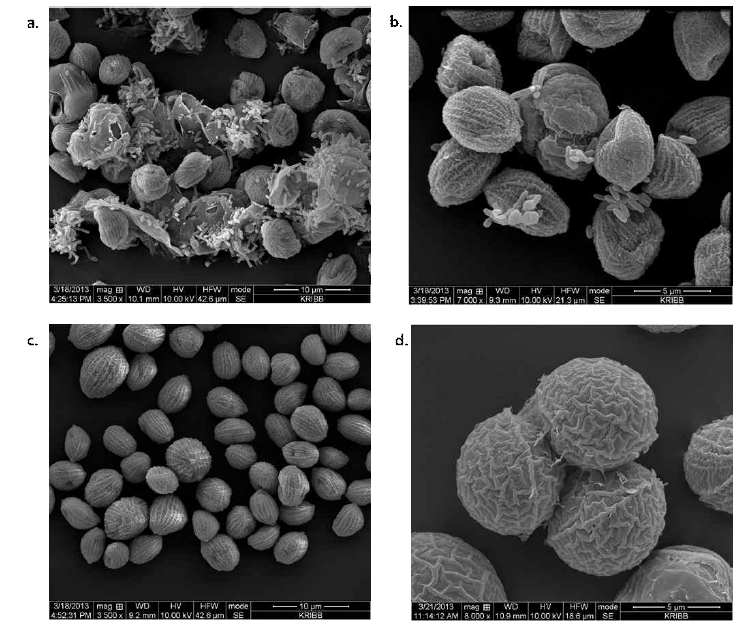 SEM 관찰. (a) xenic, (b) axenic