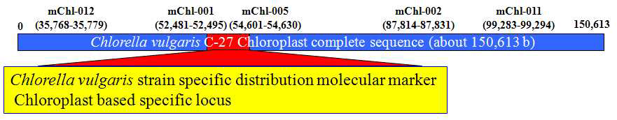 Chlorella vulgaris의 주(strain) 수준의 식별을 가능하게 하는 chloroplast based specific locus