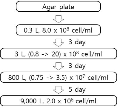 Plate에서 10 ton 배양까지의 세포 수 변화 및 기간