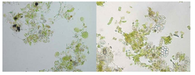 2017년 ORW1(좌), ORW3(우)의 현미경 사진