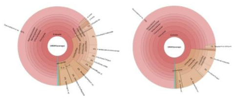 2017년 ORW1, ORW3의 NGS 기반 18S rRNA 메타지놈을 이용한 Krona graph