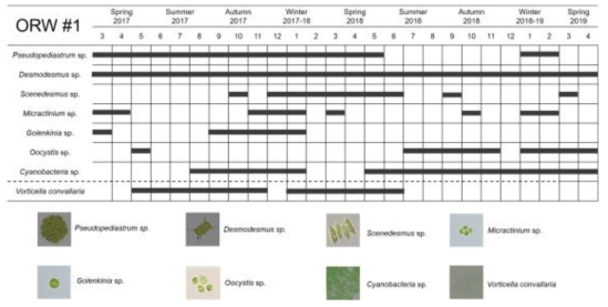 ORW#1(비닐하우스) 배양조에서의 계절별 미세조류 변화
