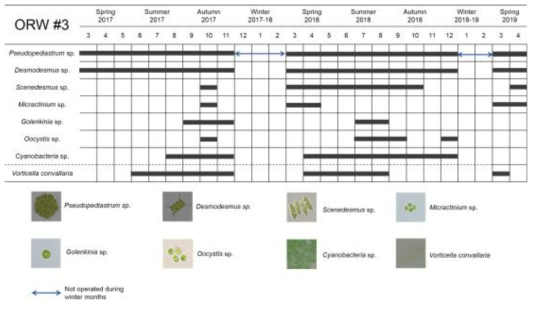 ORW#3(노지) 배양조에서의 계절별 미세조류 변화
