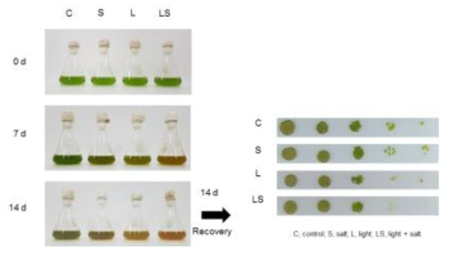 기간별로 다양한 스트레스 인자들 미세조류 배양액 사진 및 recovery 분석