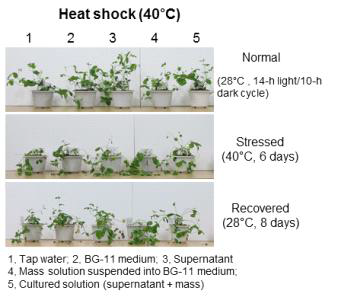 Scenedesmus sp. 배양액으로부터 콩 식물체의 고온 스트레스에서의 내성증진 분석
