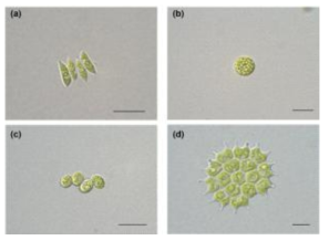 선별된 4가지 미세조류 균주의 광학현미경을 통한 형태학적 모습. Scenedesmus obliquus KNUA019 (a), Asterarcys quadlicellulare KNUA020 (b), Desmodesmus sp. KNUA024 (c), Pseudopediastrum sp. KNUA039 (d)