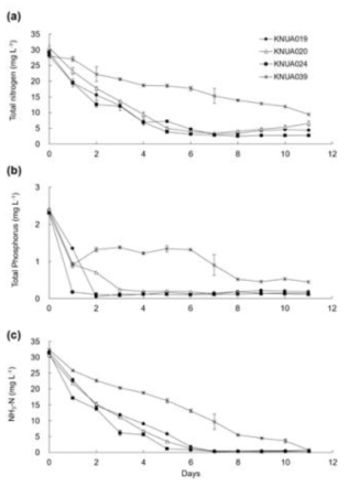 선별된 네가지 균주 배양기간 동안 폐수 내 총질소 (a), 총인(b), 암모니아 (c) 농도 비교