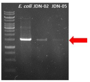 Axenic 균주 확인. Red arrow : Nannochloropsis chloroplast