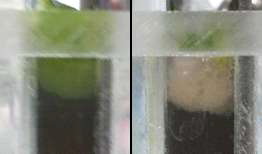 Colors of floated microalgae flocs at 0.25 A (left) and 0.75 A (right)