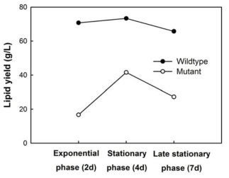 Chlamydomonas reinhardtii 야생종 (wildtype)과 세포벽을 제거한 변종 (mutant)의 지질 생산량 비교