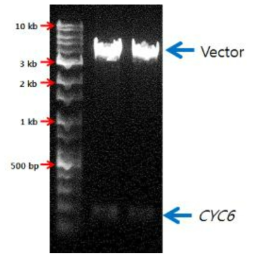 pCrC6 vector를 KpnI과 HindIII로 처리한 후 전기영동 사진