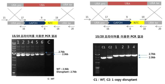 NTC cassette를 이용한 1copy URA 유전자 disruption(A), NTC cassette를 이용한 2copy URA 유전자 disruption(B)