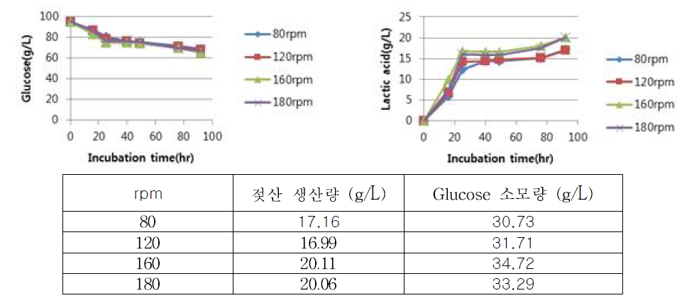 세포농도 O.D 5에서의 lactic acid 생산량 분석