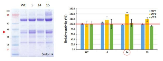 선별된 3종의 변이주 단백질 발현량과 활성 비교