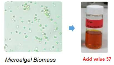 미세조류 오일의 산가 분석