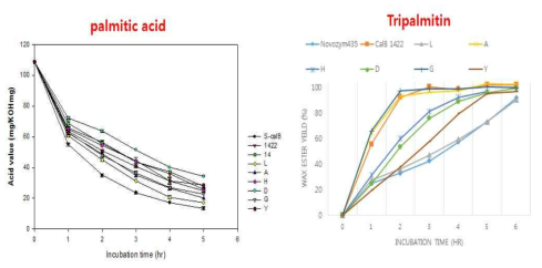 CalB 278 mutants의 TG와 Fatty acid를 이용한 wax ester 생산비교