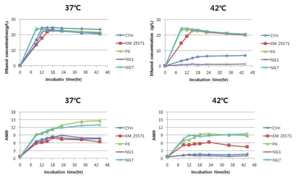 분리 균주들의 온도에 따른 에탄올 생성능