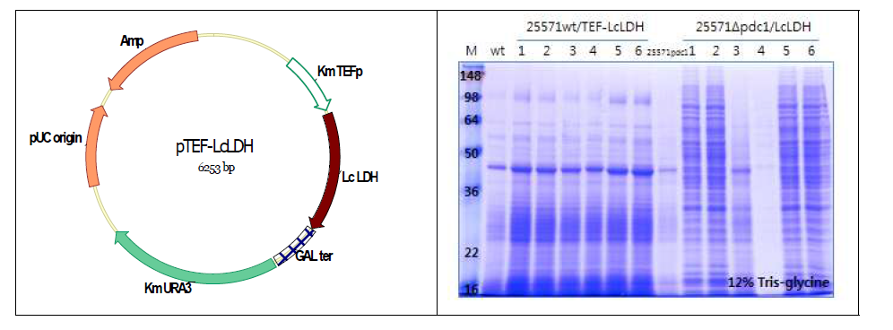 L-LDH 발현을 위한 K. marxianus vector 및 SDS-PAGE