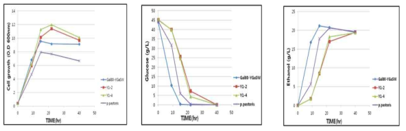 P. guillermondii Y-2, Y-4의 글루코스를 이용한 에탄올 발효