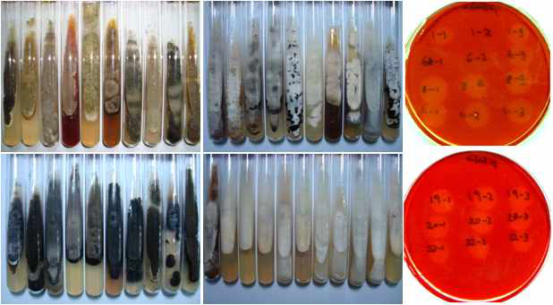 국내외 토양으로부터 확보된 곰팡이 및 섬유소 분해 활성 분석