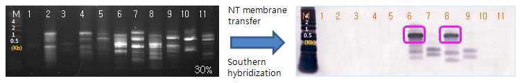 Degenerate primer를 이용한 PCR 및 Southern hybridization