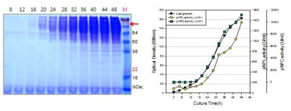 Exoglucanase 생산 효모균주 Y2805-ST13-CfCex의 유가식 발효배양 및 분비단백질 분석