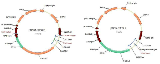 Y2805Δgal80 균주의 게놈 DNA에 도입한 셀룰레이즈 유전자 선별 벡터