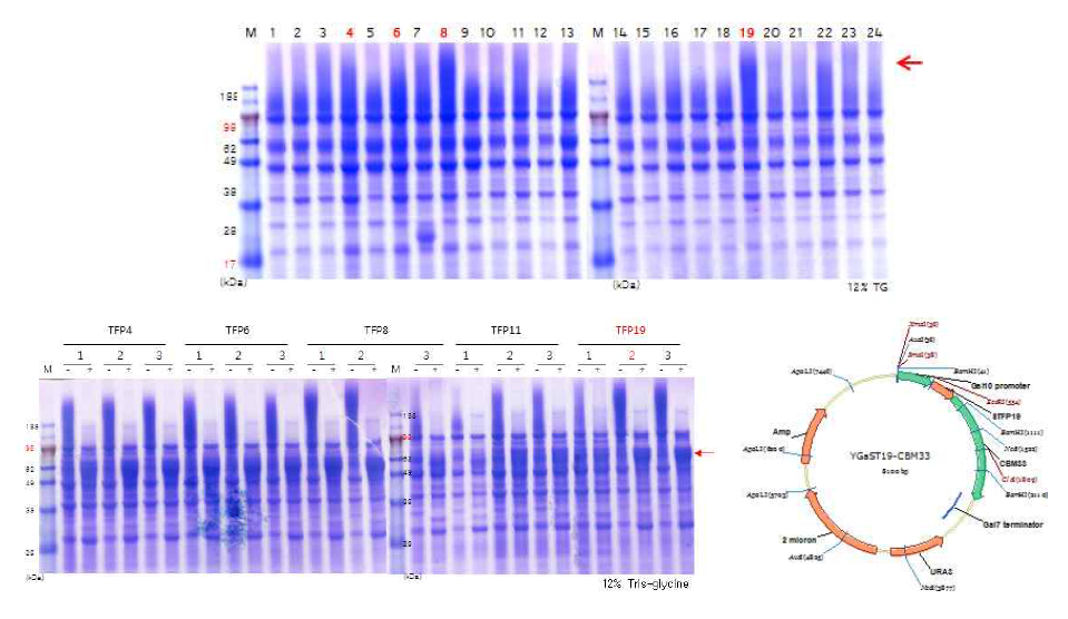 24 종류 TFP를 이용한 CBM33 과발현 확인 및 최종 균주 선별