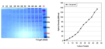 효모균주 Y2805Δgal80-ST19-CBM33의 유가식 발효배양 및 세포 성장