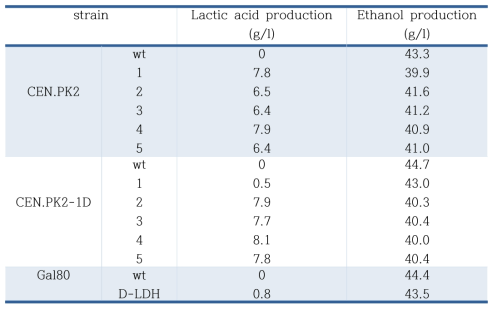 각 형질전환체들의 D-lactic acid 생산성 분석