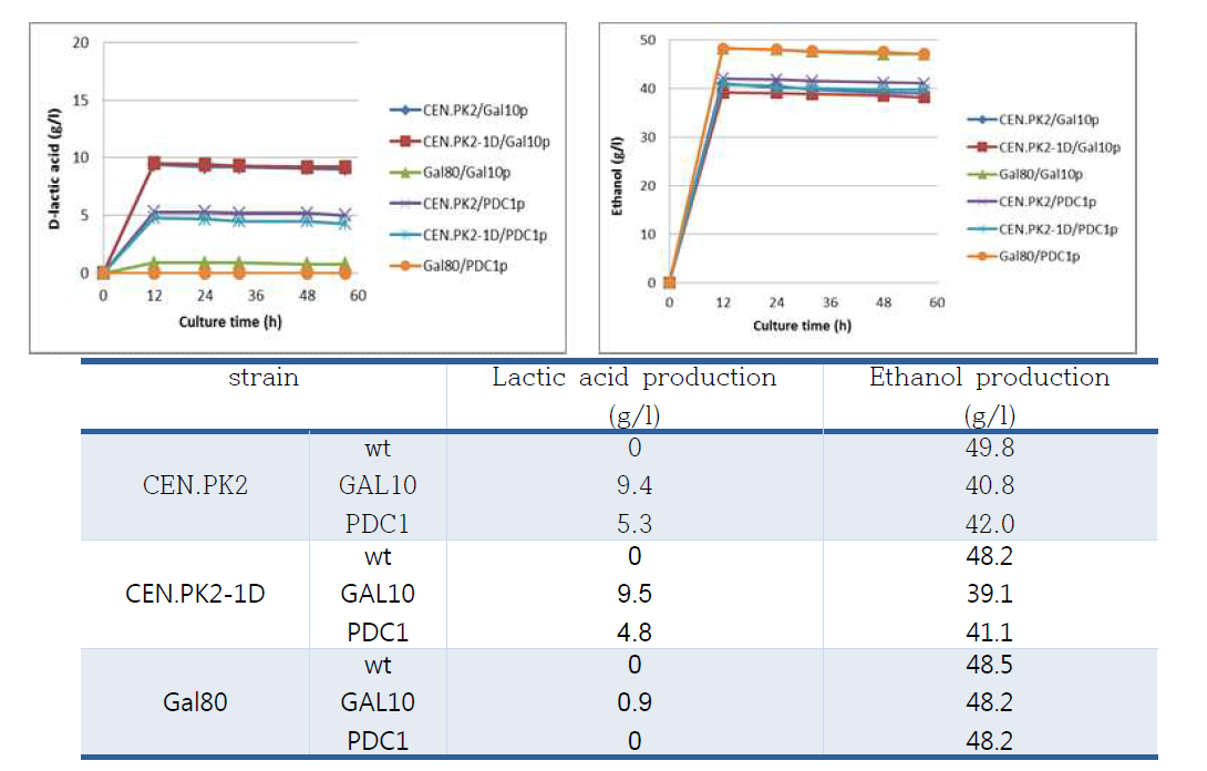 배양시간에 따른 D-lactic acid와 에탄올 생산량 분석