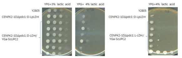 UPC2 유전자 과발현에 따른 lactic acid 내성 테스트